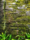 GreenÃ¢â¬â¹ MossÃ¢â¬â¹ scientific name bryophyta on the wall Royalty Free Stock Photo